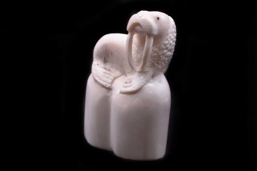 WALRUS IVORY CARVING